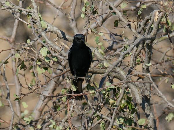 Kaapse drongovliegenvanger (Melaenornis pammelaina)